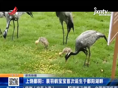 上饶鄱阳：蓑羽鹤宝宝首次诞生于鄱阳湖畔