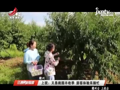 上犹：又是桃园丰收季 游客体验采摘忙