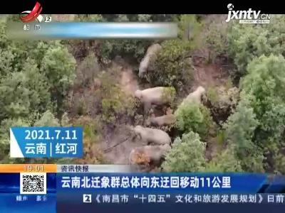 云南北迁象群总体向东迂回移动11公里