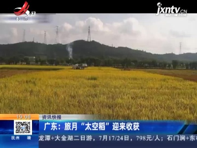 广东：旅月“太空稻”迎来收获