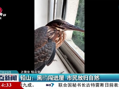 铅山：黑鳽闯进屋 市民放归自然