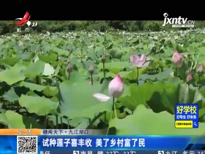 【赣闻天下】九江湖口：试种莲子喜丰收 美了乡村富了民