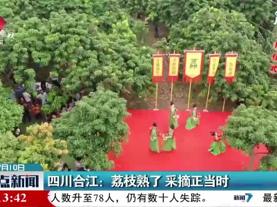 四川合江：荔枝熟了 采摘正当时