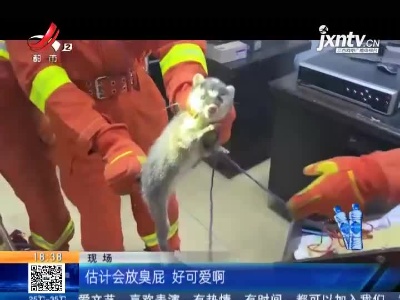 新余：鼬獾“越狱”“110”求助“119”