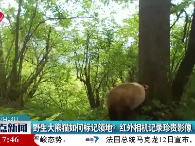 野生大熊猫如何标记领地？ 红外相机记录珍贵影像