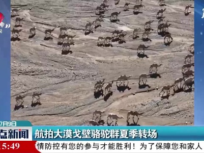 甘肃：航拍大漠戈壁骆驼群夏季转场