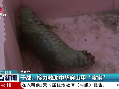 于都：接力救助中华穿山甲“宝宝”