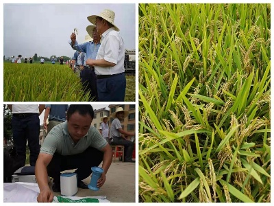 零的突破！就在江西上高！中科院双季早粳稻新品种选育成功