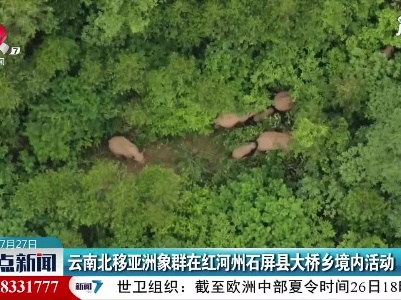 云南北移亚洲象群在红河州石屏县大桥乡境内活动