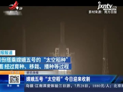 嫦娥五号“太空稻”7月9日迎来收割
