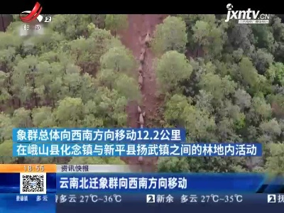 云南北迁象群向西南方向移动