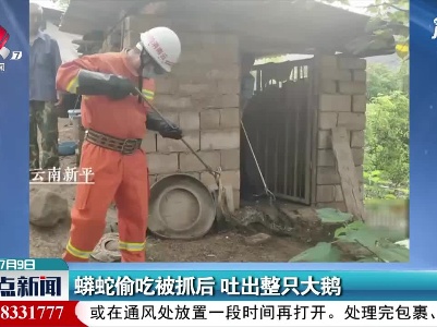 云南：蟒蛇偷吃被抓后 吐出整只大鹅