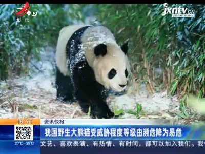 我国野生大熊猫受威胁程度等级由濒危降为易危