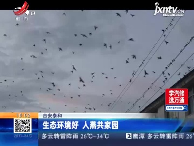 吉安泰和：生态环境好 人燕共家园