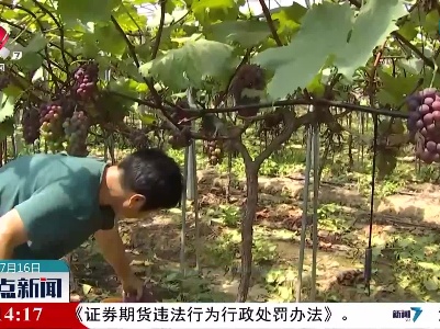 贵溪：葡萄成熟香满园 助农增收产业兴