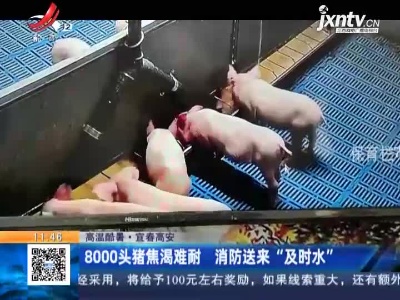 【高温酷暑】宜春高安：8000头猪焦渴难耐 消防送来“及时水”