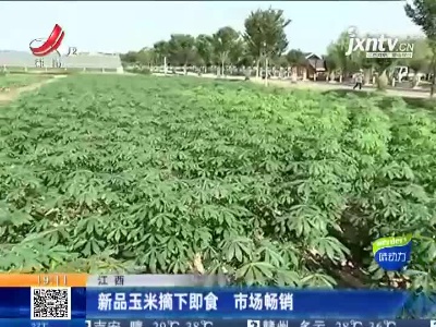 江西：新品玉米摘下即食 市场畅销