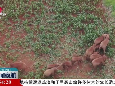 云南北移亚洲象群原地活动休息