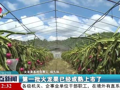 瑞金：火龙果喜获丰收 游客采摘欢乐多