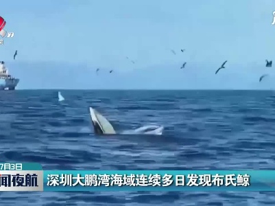 深圳大鹏湾海域连续多日发现布氏鲸