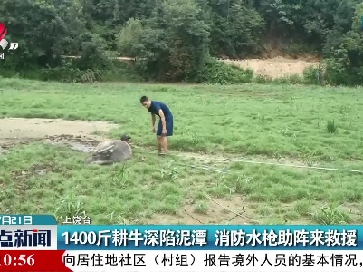 上饶：1400斤耕牛深陷泥潭 消防水枪助阵来救援