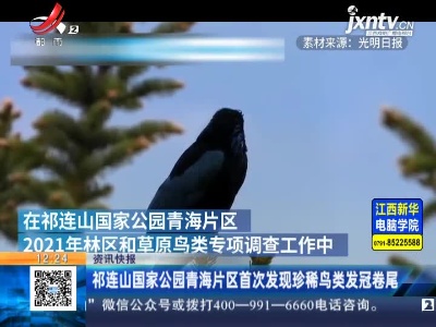 祁连山国家公园青海片区首次发现珍稀鸟类发冠卷尾