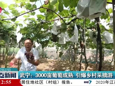 武宁：3000亩葡萄成熟 引爆乡村采摘游