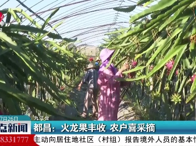 都昌：火龙果丰收 农户喜采摘