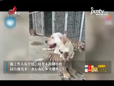 山东：太温馨了吧！拉布拉多给虎仔当“奶妈”
