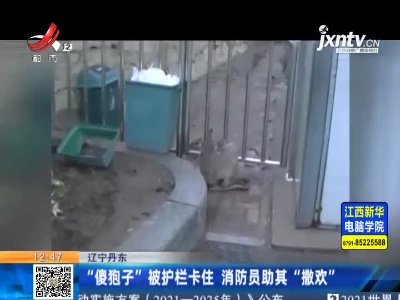 辽宁丹东：“傻狍子”被护栏卡住 消防员助其“撒欢”