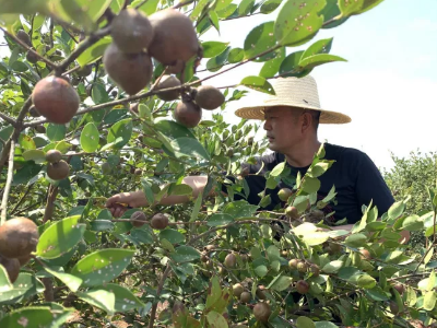 【走进乡村看小康】7月18日走进“全国高产油茶园林”江西宜春宜丰县土桥村