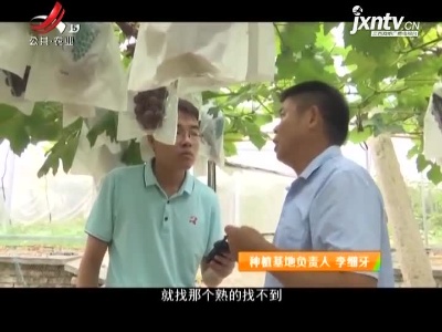 稻花香里20210706 小康路上追梦人——葡萄地里有惊喜