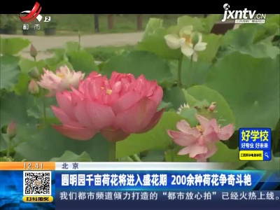 北京：圆明园千亩荷花将进入盛花期 200余种荷花争奇斗艳