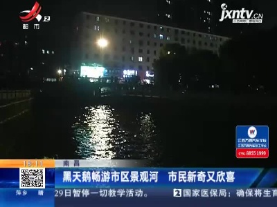 南昌：黑天鹅畅游市区景观河 市民新奇又欣喜