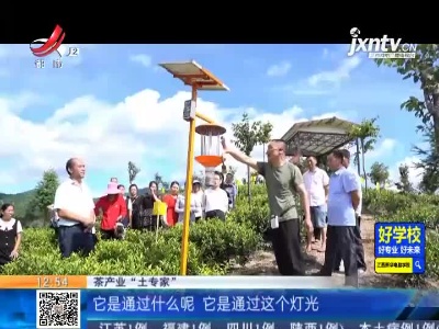 【赣闻天下】赣州宁都：夏季茶树如何管理 “土专家”手把手教茶农