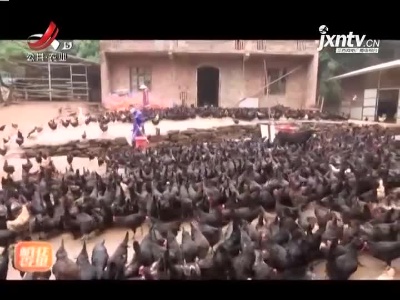 稻花香里20210713 “五美”乡村 “赣”出精彩——鸡司令逆袭的机密