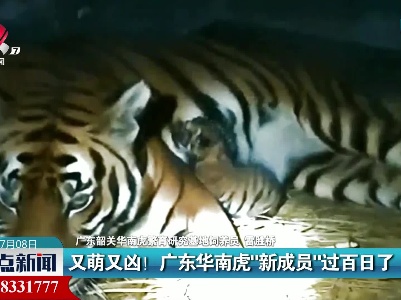 又萌又凶！ 广东华南虎“新成员”过百日了