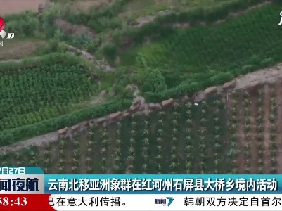 云南北移亚洲象群在红河州石屏县大桥乡境内活动