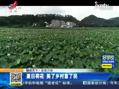 【赣闻天下】吉安万安：夏日荷花 美了乡村富了民
