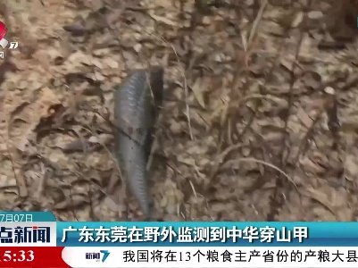广东东莞在野外监测到中华穿山甲