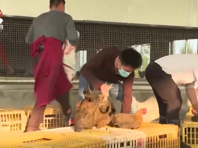 崇仁县上半年麻鸡产值突破10亿元