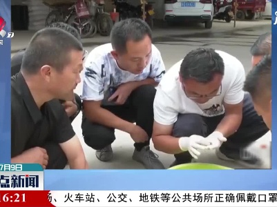 甘肃农田发现鲎虫