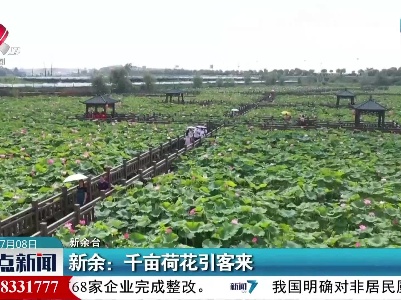新余：千亩荷花引客来