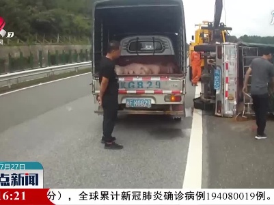 载猪货车爆胎侧翻 交警紧急处置