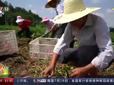 【走进乡村看小康】江西赣州：红薯采摘正当时 坐上“缆车”更及时