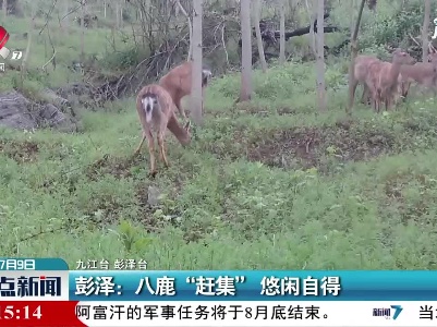 彭泽：八鹿“赶集” 悠闲自得
