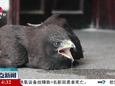 泰和：捡到受伤林雕 村民及时报告