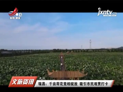 九江瑞昌：千亩荷花竞相绽放 吸引市民观赏打卡