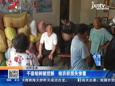 抚州金溪：千亩桔树被挖断 桔农称损失慘重