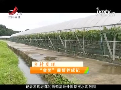 稻花香里20210825 乡村发现——“金奖”葡萄养成记